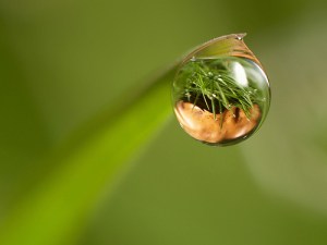 117629260_5b29413444_dew_drop